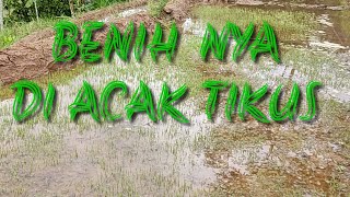 MELIHAT BENIH PADI || Sambil menikmati indahnya panorama pesawahan. Diiringi  instrumental Music