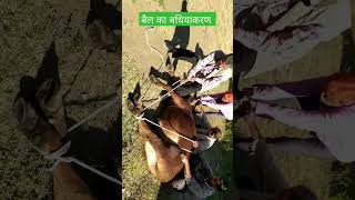 castration of Bull