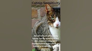 Catnip Sensitivity