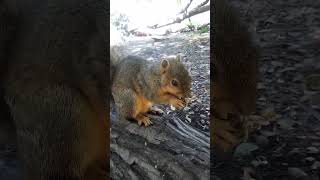 Return Of #2 Avocado  Squirrel: Skinnier Than Last Seen 042724