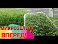 👩🏻‍🌾🌱🌱САМАЯ ЛЮБИМАЯ МИКРОЗЕЛЕНЬ В НАШЕЙ СЕМЬЕ. ОБЗОР. ГДЕ БЕРУ СЕМЕНА