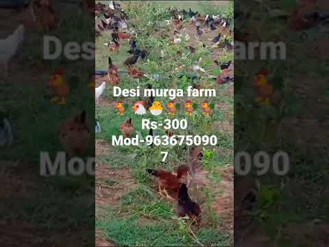 Desi Murga Farm Youtube | Hot Sex Picture