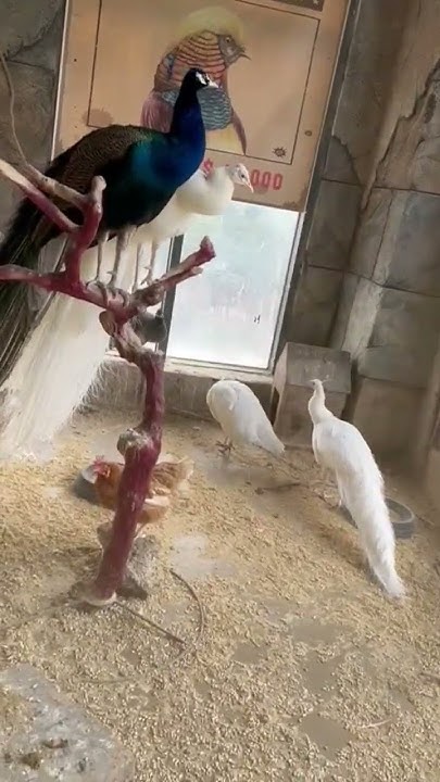 павлин в корое #павлин #birds #корея - YouTube