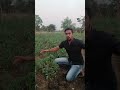 टमाटर की खेती में फंगस जनित रोग क्यों आते है ! Tomato Farming In India #shorts | #YT20