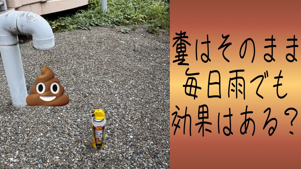 9月の長雨VSネコ見張り番 悪天候でも効果はある? (字幕対応)