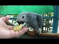 Romeo The Grey Parrot Eating Apricot First time in his life