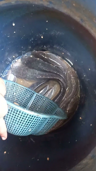 budidaya lele dalam ember sekala kecil#ikan #leleorganik #ikanlele #mancing #fish
