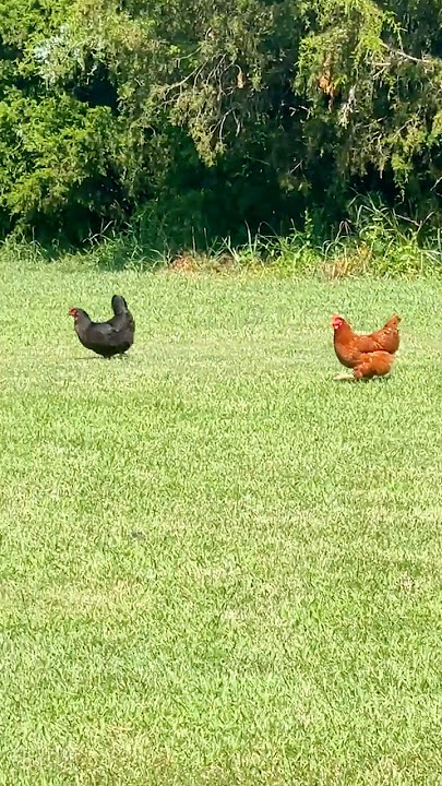 Chicken Japanese Beetle Showdown #chicken #backyardchickens #animallife