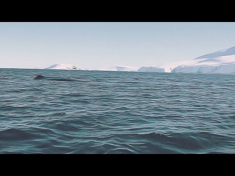 «Он был не очень рад»: украинцы разбудили кита в Антарктиде