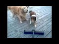 Three stupid dogs  a broom