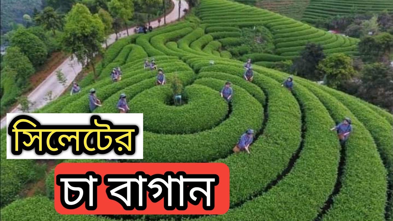 National Tea Garden Sylhet      Travel Video 2021  Beautiful Bangladesh