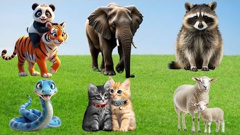 Farm Animal Sounds: Cow, Sheep, Cat, Dog, Chicken, Rabbit, Pig, Duck - Animal Moments