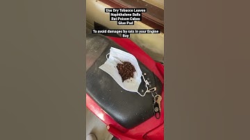 Solutions to protect your car from Rats #shorts