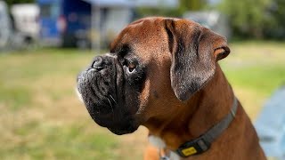 Beautiful boxer face by Dilon the boxer dog 4,058 views 2 years ago 3 minutes, 18 seconds