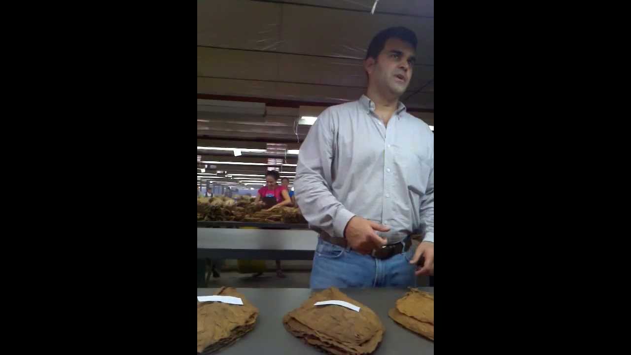Christian Eiroa sorting his tobacco