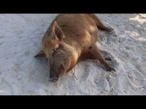 PIGS @ Playa Porto Mari Curaçao