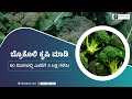 Broccoli farming course trailer in kannada  ffreedom app