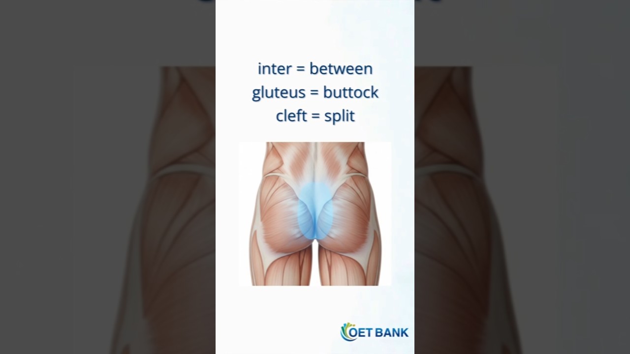 Intergluteal Cleft #medicine #anatomy #english