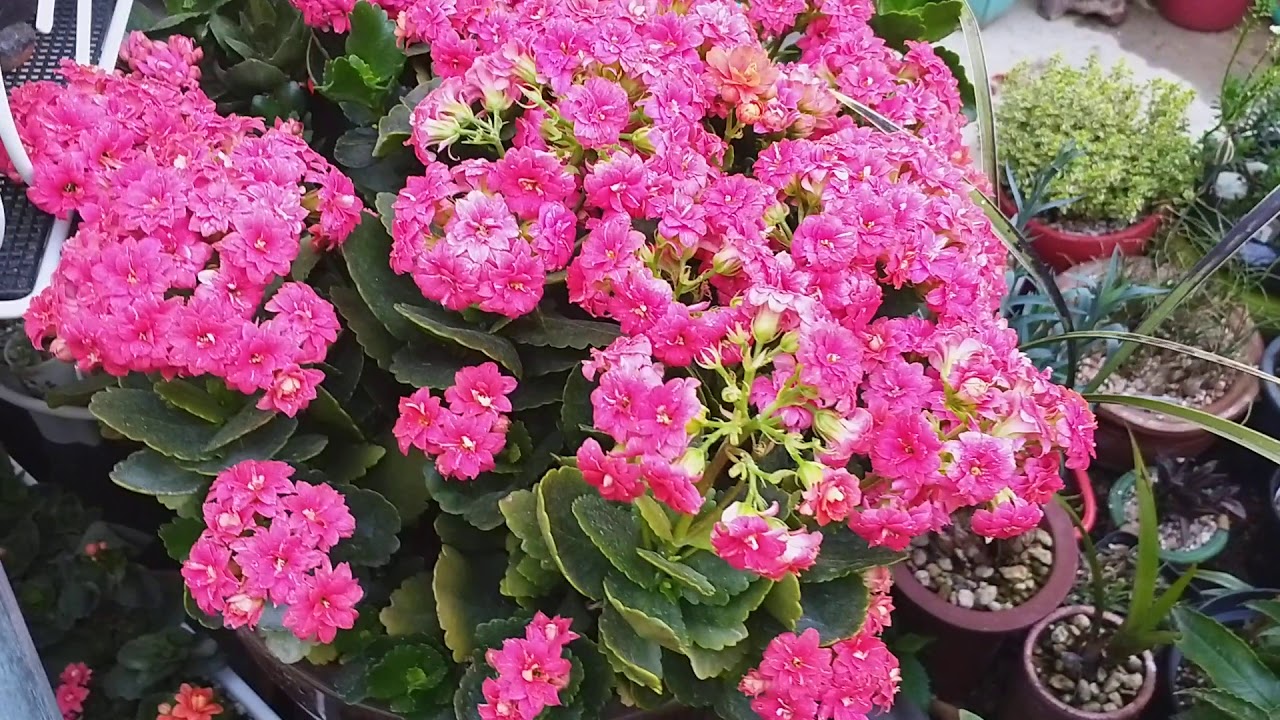 다육하우스  마당에  야생화랑. 초화류들  관리하기   소개해드려 볼게요