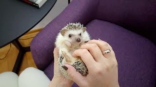 African Pygmy Hedgehog Loves Cuddle
