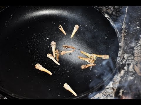 Video: 3 Möglichkeiten, Schmetterlinge zu füttern