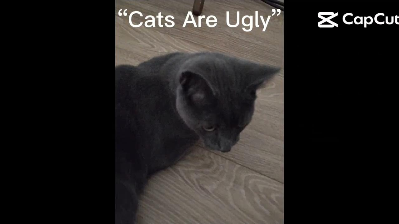 THAT MADE MY CAT CRY! YouTube