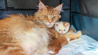 MAINE COON BARBIE GIVES BIRTH UNDER THE SUPERVISION OF MELISSA by BobCat ТV 57,777 views 1 month ago 34 minutes