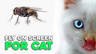 Fly On Screen For Cat (3 Hours) by CatPet 66,745 views 4 years ago 3 hours, 1 minute