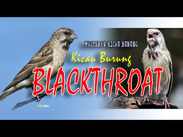 BLACKTHROAT GACOR , suara jernih... pilihan tepat untuk masteran burung kicau.... class=