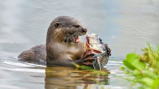 Why The Fearless Giant Otters Are Called River Wolves | Our World