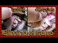 Tip: Cómo quitar el sarro de los dientes de los perros