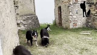 Perché il cane mangia erba e terra? by Empathy Dog 921 views 10 months ago 4 minutes, 15 seconds