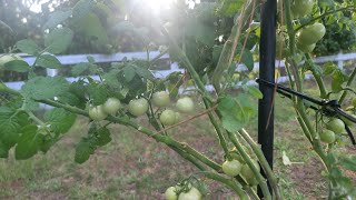 Planting Tomatoes are they Happy or are Bugs ATTACKING?