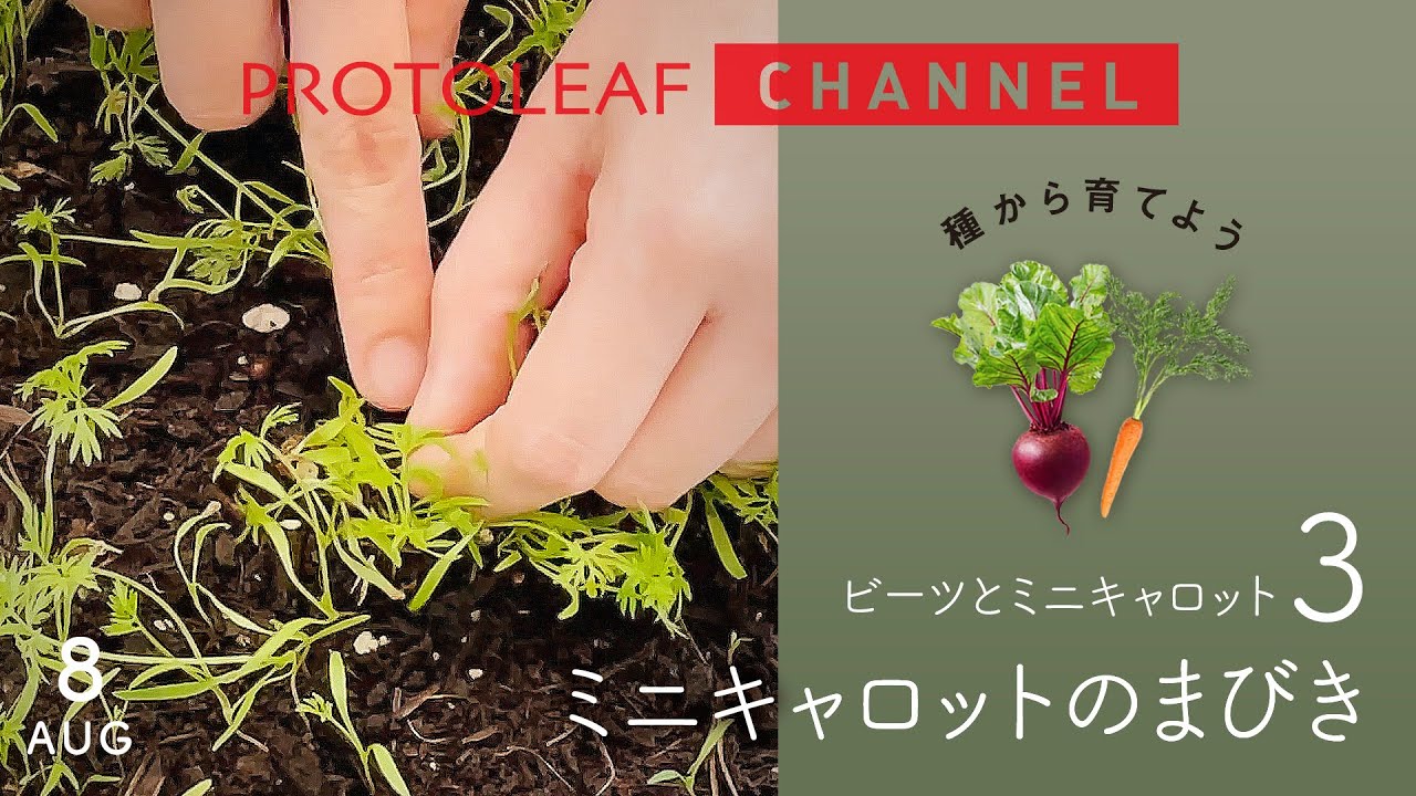 ガーデニング 種から育てる野菜シリーズ ビーツ 1回目の間引き Youtube ガーデニング 種から育てる野菜シリーズ ビーツ 1回目の間引き Youtube