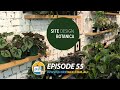 Site design botanica  episode 55  shire talk tv