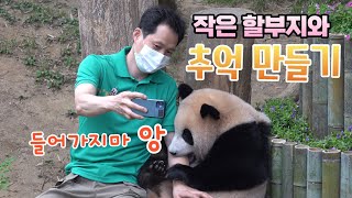 ★에버랜드 판다월드★ 푸바오와 엄마처럼 놀아준다고 한참이나 들어가지 못한 송바오 Baby Panda Fu Bao