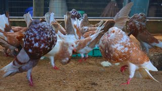 Male Pigeon Trying to impress the Female | FANCY pigeons | ANIMAL LIFE