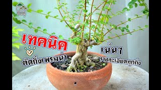 Gu Bonsai Workshop : เทคนิคการคัดกิ่งเพรมน่าแบบเน้นๆ มีรายละเอียดทุกกิ่ง