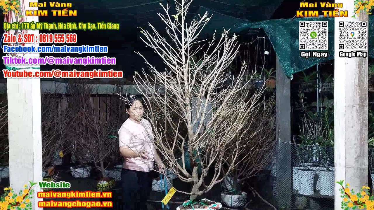 Mai Vàng Nhiều Nụ Đón Tết Bao Ship Toàn Quốc - Mai Vàng Kim Tiền Chợ Gạo