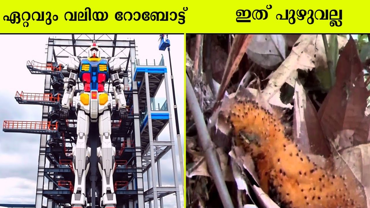 നിങ്ങൾ അധികം കണ്ടിരിക്കാൻ സാധ്യതയില്ലാത്ത കുറച്ചു കാര്യങ്ങൾ | Random Facts