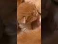 Hungry Kitten Wakes Up His Brothers | Too Cute! | Animal Planet