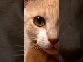 Hungry Kitten Wakes Up His Brothers | Too Cute! | Animal Planet