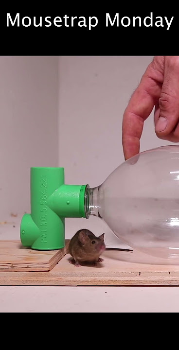 How To Catch A Mouse On Your Own  DIY Steps By Rentokil Pest Control