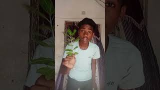 গাছটা কি হবে ??😱🔥 #experiment #challenge #shorts #crafting #facts #woodworking #hacks #trending #diy