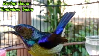 kolibri kelapa | manggar | wiceh | suara tembakan super jernih tajam untuk masteran burung bahan