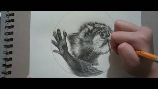 I Drew Pedro the Raccoon (Meme) || Timelapse/Tutorial