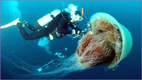 Robotic jellyfish exterminator can clean out 900 kilograms of jellies in an hour