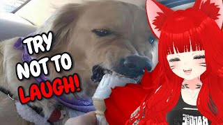 Try Not To Laugh - Floof Edition! | Reacting to Funny Dogs and Cats Videos by Koen Animal Planet!