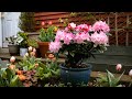 HOW TO PLANT Rhododendrons in Containers - Flowering Shrubs