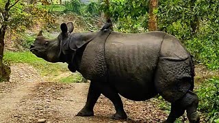 Rhino blocks the road during safari at chitwan| Rhino in Nepal| Rhino in Chitwan| Chitwan Nepal